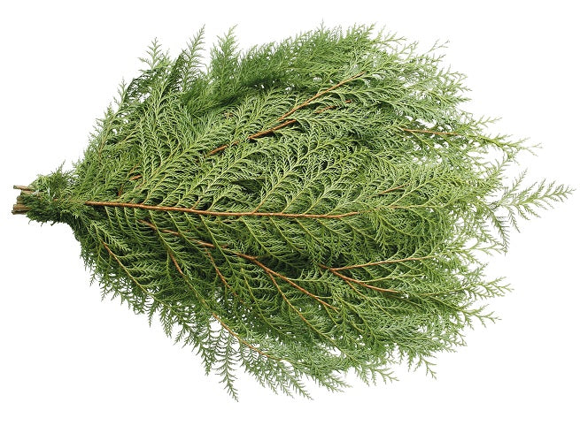 Xmas Greens Port Orford Cedar