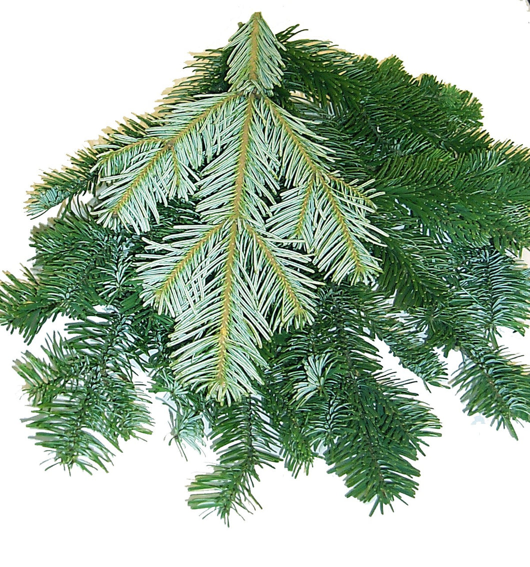 Xmas Greens Silver Fir / Nordmann Fir