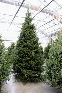 Fraser Fir Christmas Tree 16'