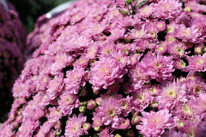 Mum Hardy #08/09