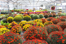Load image into Gallery viewer, Mum Hardy #08/09
