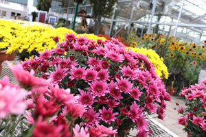Mum Hardy #08/09