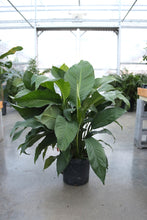 Load image into Gallery viewer, Spathiphyllum #10
