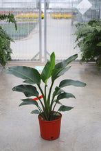 Load image into Gallery viewer, Strelitzia White Bird of Paradise #10
