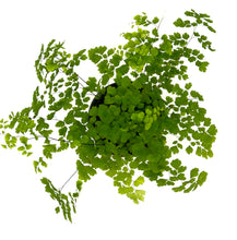 Load image into Gallery viewer, Fern Maidenhair #06
