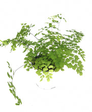 Load image into Gallery viewer, Fern Maidenhair #06
