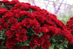 Mum Hardy #08/09