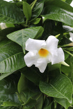 Load image into Gallery viewer, Mandevilla #12 Teepee
