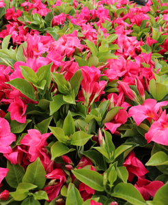 Dipladenia #06