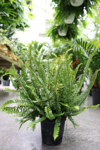Fern Kimberly Queen #06