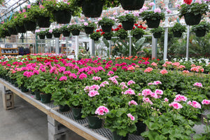 Geranium #07