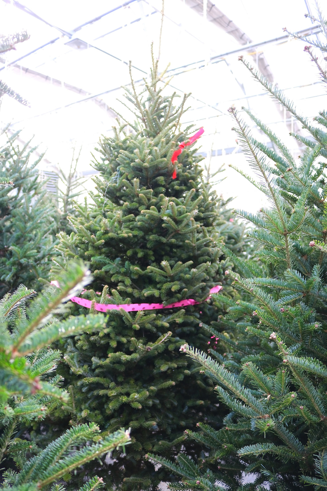 Fraser Fir Christmas Tree 6'