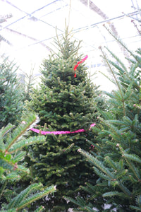 Fraser Fir Christmas Tree 4'
