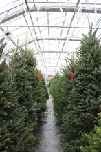 Load image into Gallery viewer, Fraser Fir Christmas Tree 6&#39;
