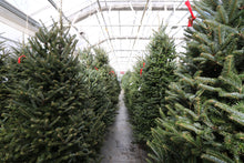 Load image into Gallery viewer, Fraser Fir Christmas Tree 6&#39;
