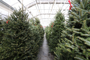 Fraser Fir Christmas Tree 6'