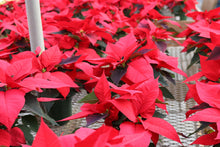 Load image into Gallery viewer, Poinsettia #10
