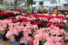 Load image into Gallery viewer, Poinsettia #07
