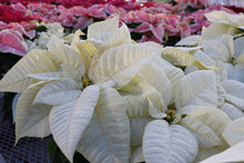 Load image into Gallery viewer, Poinsettia #08
