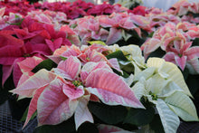 Load image into Gallery viewer, Poinsettia #06
