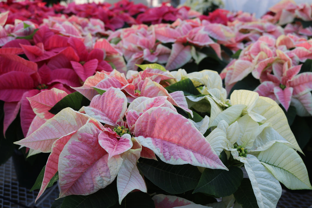 Poinsettia #07
