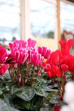 Load image into Gallery viewer, Cyclamen #06
