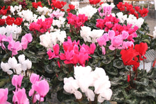 Load image into Gallery viewer, Cyclamen #04
