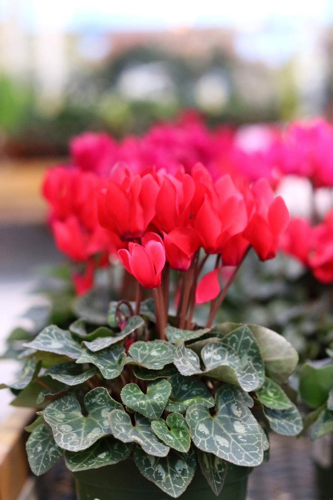 Cyclamen #06