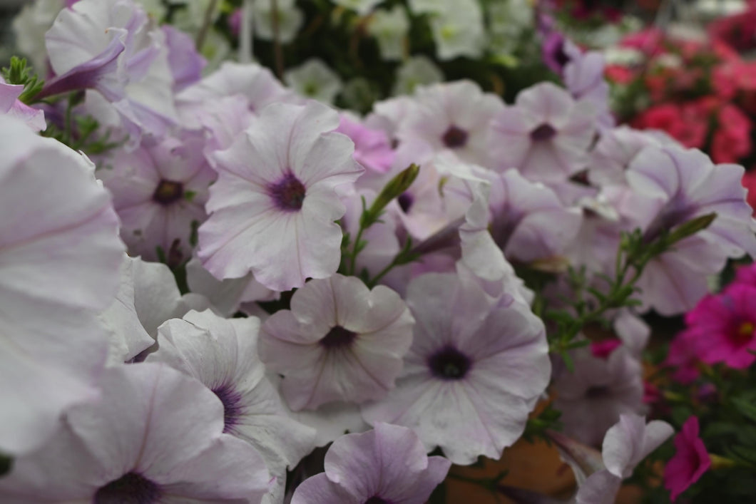 Petunia #04