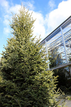 Load image into Gallery viewer, Fraser Fir Christmas Tree 16&#39;
