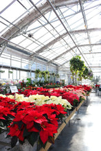 Load image into Gallery viewer, Poinsettia #07
