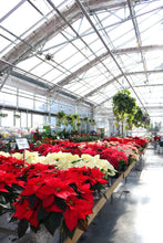 Load image into Gallery viewer, Poinsettia #10
