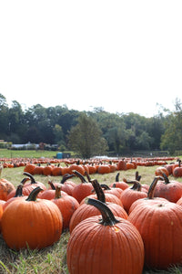 Face Pumpkin X-Large