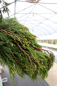 Evergreen Bunch Incense Cedar