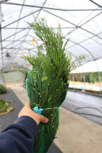 Load image into Gallery viewer, Evergreen Bunch Incense Cedar
