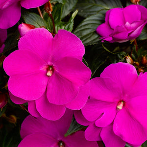 Impatiens New Guinea #04/05