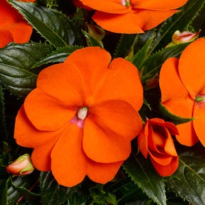 Impatiens New Guinea #04/05
