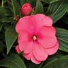 Impatiens New Guinea #04/05