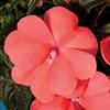 Load image into Gallery viewer, Impatiens New Guinea #04/05
