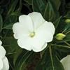 Load image into Gallery viewer, Impatiens New Guinea #04/05
