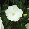 Impatiens New Guinea #04/05