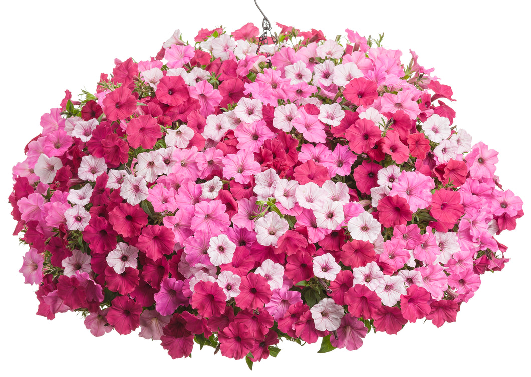 Mixed Combo #10 Hanging Basket
