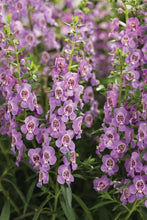 Load image into Gallery viewer, Angelonia #04
