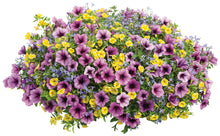 Load image into Gallery viewer, Mixed Combo #10 Hanging Basket
