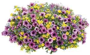 Mixed Combo #10 Hanging Basket