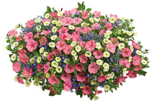 Load image into Gallery viewer, Mixed Combo #10 Hanging Basket
