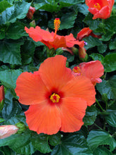 Load image into Gallery viewer, Tropical Hibiscus Yoder Hybrid #06
