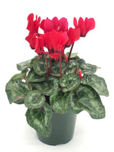 Load image into Gallery viewer, Cyclamen #04
