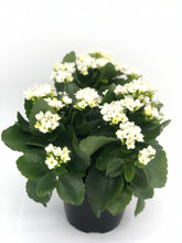 Load image into Gallery viewer, Kalanchoe #06
