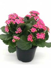 Load image into Gallery viewer, Kalanchoe #06
